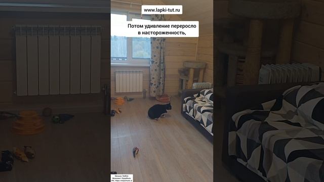 кошачьи привычки