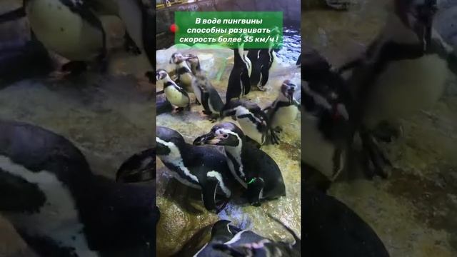 Чёрно-белые малыши пингвины