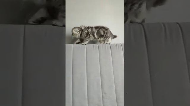 Самый лохматый из котят-Хайленд Фолд котик