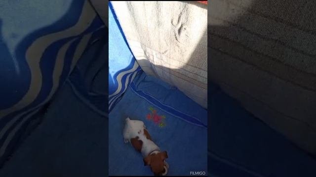 мальчик Джек Рассел