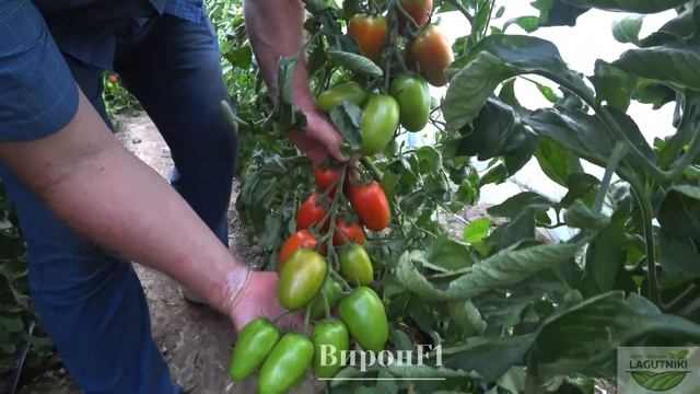 Лучший томат для маринования !  Вирон F1