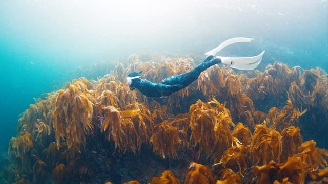 Aquarium 4k VIDEO (ULTRA HD) - Charming Fish of the Coral Reef Ecosystem - Marine Life, Sea Animals