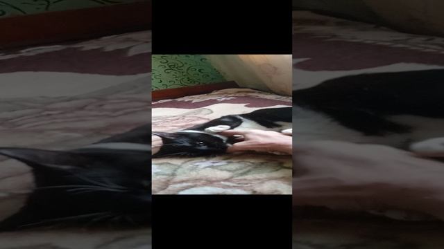 Любит поиграть.