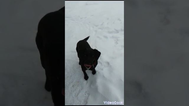С днём Октябрьской Революции!!! Черныш празднует!!!