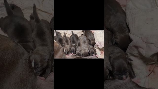 Щенки Стаффа
