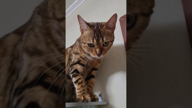 Бенгальская кошка . Тигр #питомец #любимыйкот