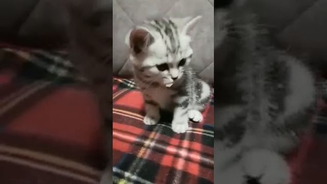 Плюшевый ушастик!