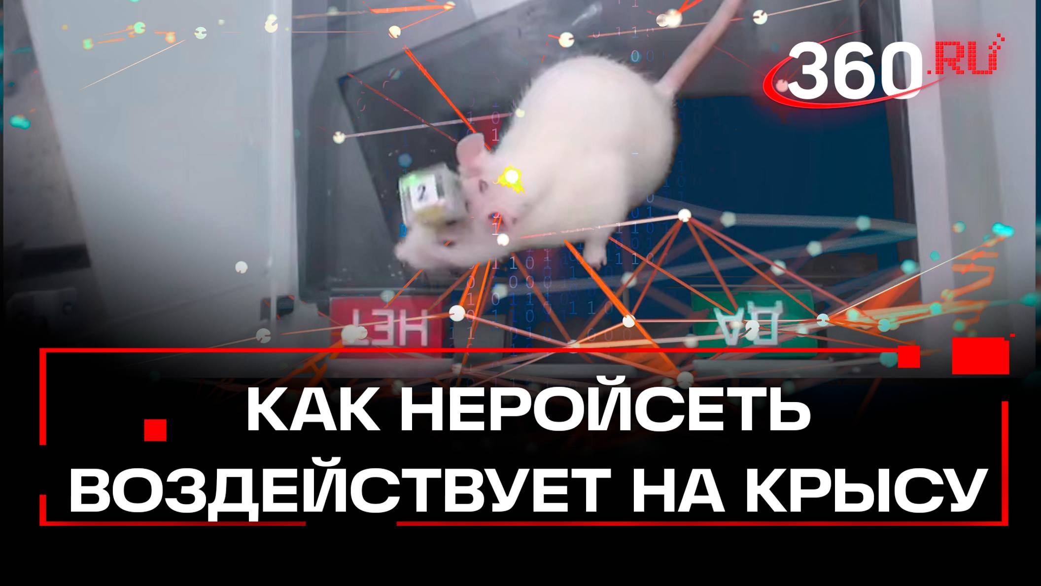 Крысу Пифию подключили к ИИ: она ответила на сотни научных вопросов