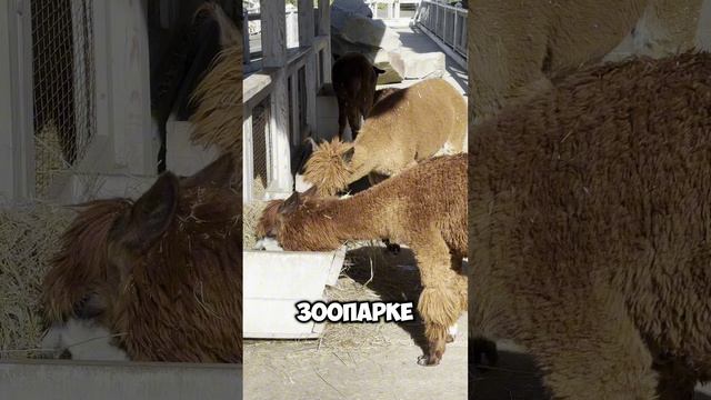 Знакомим вас с новорождённым экспертом по терапии и релаксации