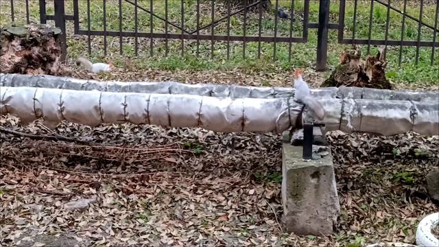 Омские белочки 04.11 .24