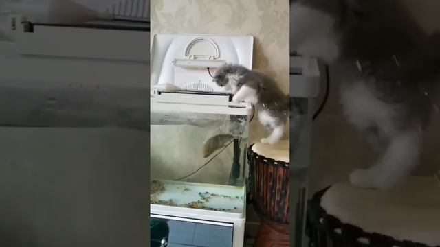 Котёнок охотится на пиранью