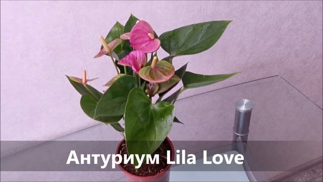 Антуриум Lila Love