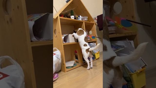 Ищет игрушку🙂
Ivetta и Корица 🐶