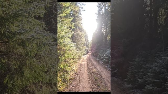 г. Тотьма лесная прогулка
