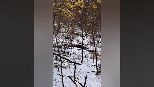 Охота с РГ Соната и РГ Добыч Солодовникова Н.И.