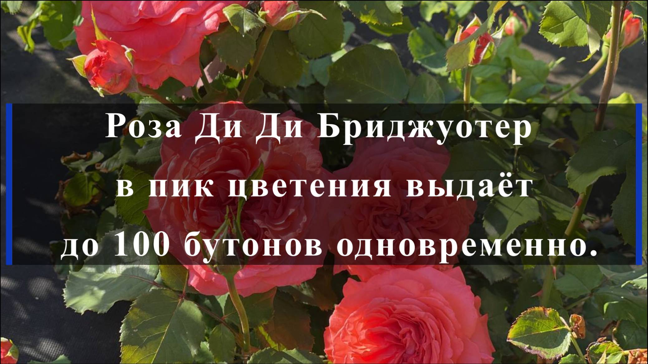 Роза Ди Ди Бриджуотер в пик цветения выдаёт до 100 бутонов одновременно.