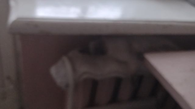 Котята ищут теплые места, а я показываю, как малыши шевелятся в пузике у Чисани