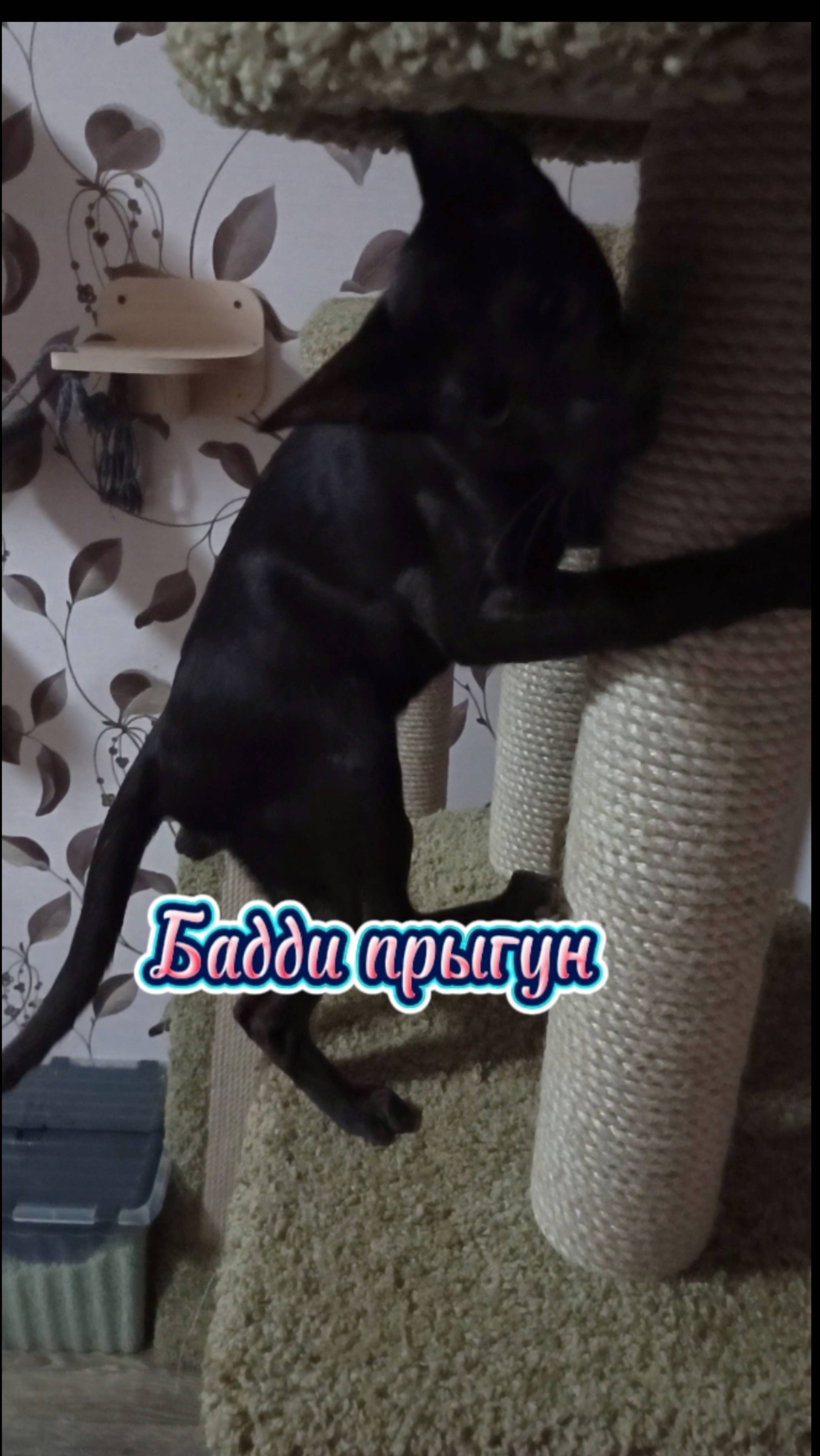 Шок прыжок от Бадди