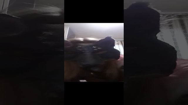 Моя история🐺