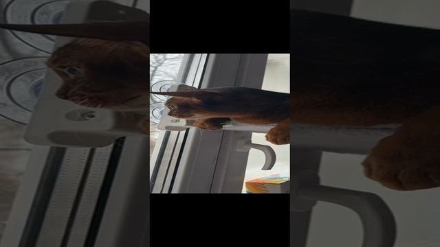 Кисо в ахуе от этих ваших снегов в ноябре.