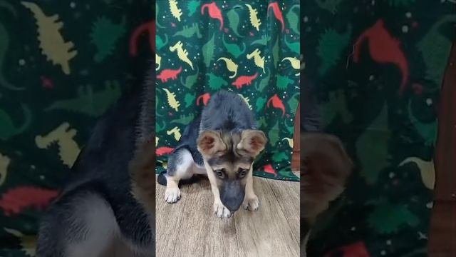 Восточноевропейская овчарка