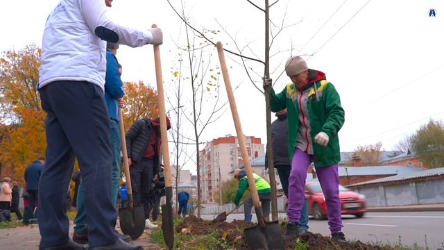 Во Владимире в преддверии Дня отца высадили аллею лип