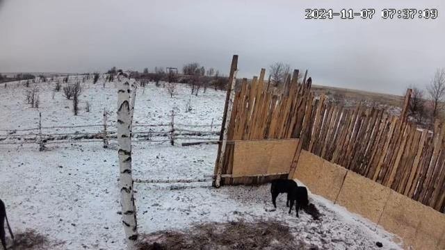 Телята