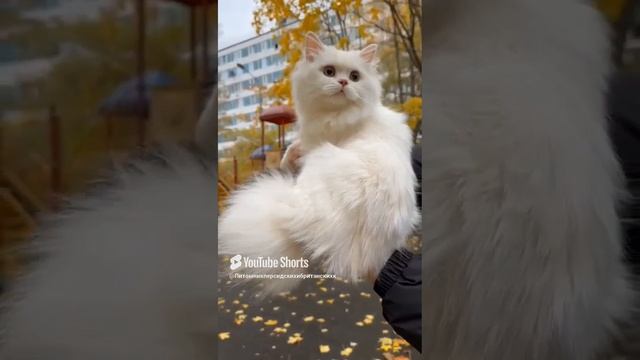 Посмотрите,как прекрасно смотрится белоснежный Вилльям на осеннем пейзаже🌞🍁🍁🍁.