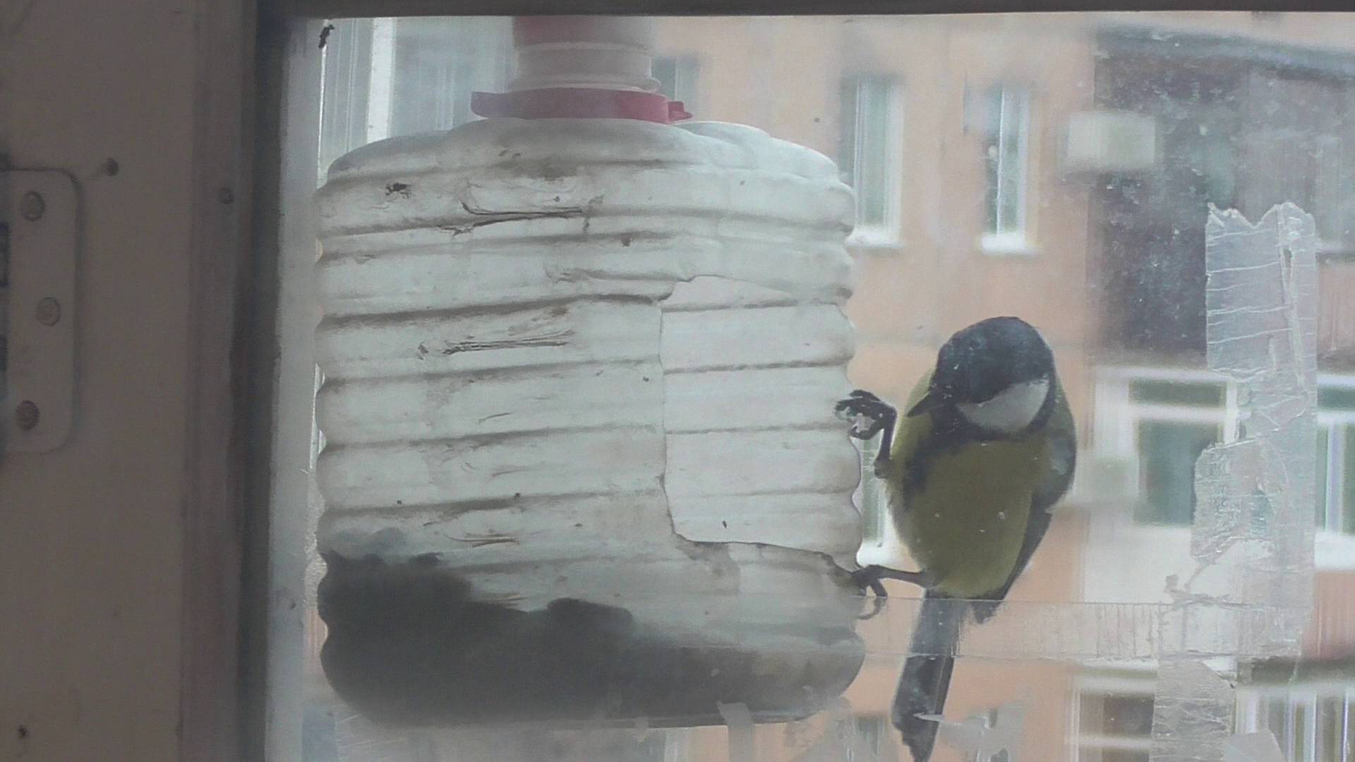 Что-то часто прилетают птицы синицы к кормушке