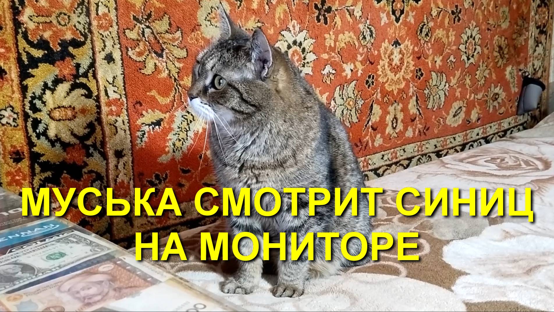 МУСЬКА СМОТРИТ СИНИЦ НА МОНИТОРЕ