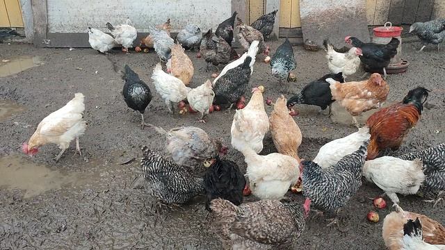 Везу вкусняшки для курочек 🐔 + ответы на комментарии 🤔