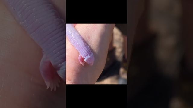 Айолот брат Аксолотля???