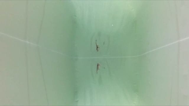 JOKER - Необычный. Уловистый.