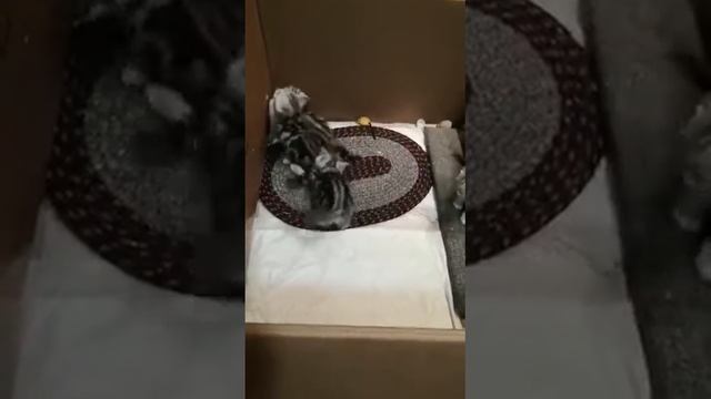 Вы думали это котята,нет,это белки...а нет-это мадагаскарские тараканы!