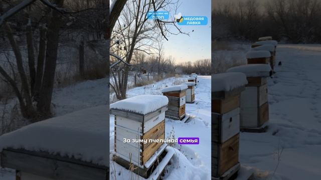 Пчёлы не впадают в СПЯЧКУ! 🐝❄️ #пчелы #факты #здоровье #зож #мёд #пчеловодство #топ #еда