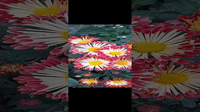 Хризантема корейская Красуня.