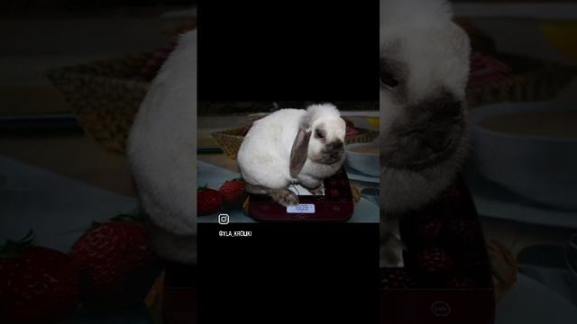 WhatsApp Video 2024-10-17 at 11.19.39