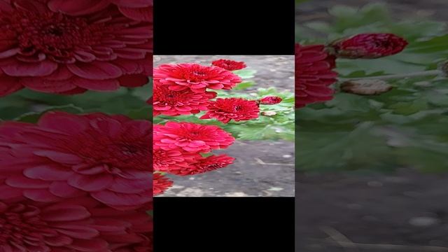 Хризантема  мультифлора  Бореале Цериз.