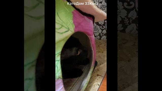 Как скромняга Бандит и нахал Кокос домик делили…🤣