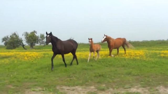 ЗАРИСОВКА деревня ОКУНЕВО