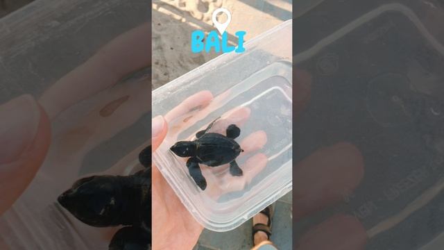 Releasing turtle Bali