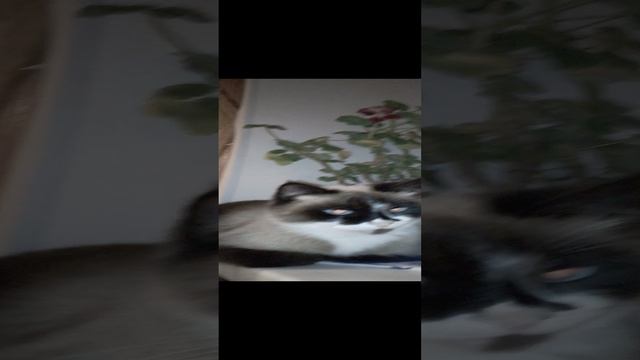 у меня их три... три кота. 😼😼😼
