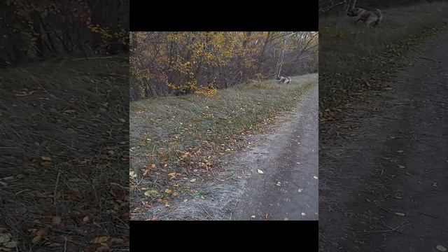 Бешеный шарпей😂😂😂😂