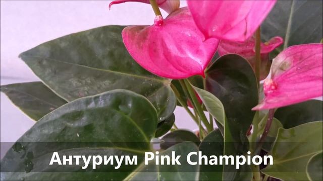 Антуриум Пинк Чемпион (Pink Champion), обзор сорта