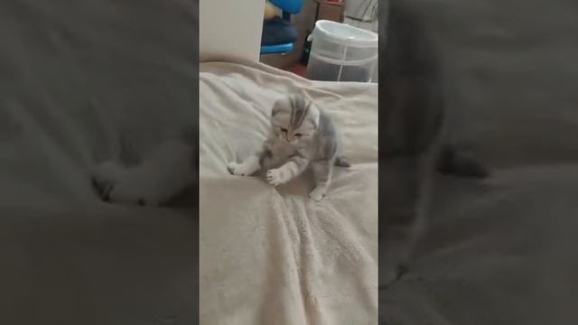 Вислоухий озорник!