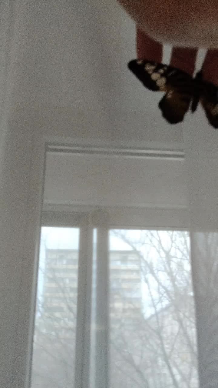 уход за бабочками.