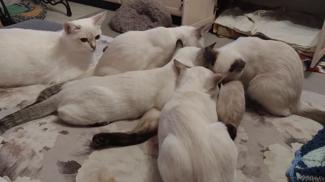 Котята просят молочка, а сами уже слоники