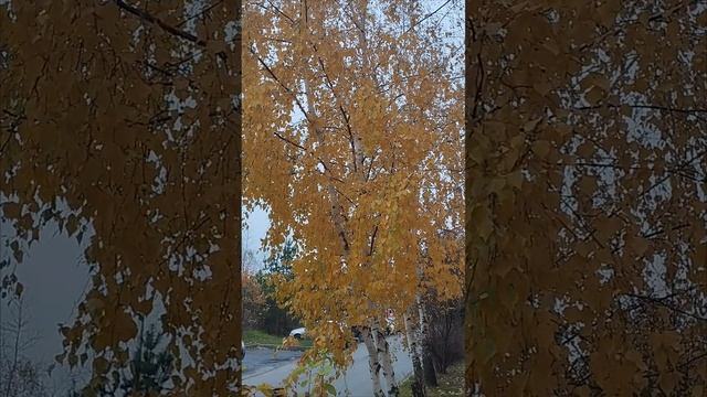 осень🍁🍂🍃