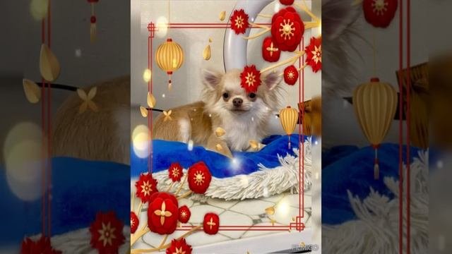 Чихуахуа мальчик