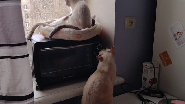 Милые тайские котята